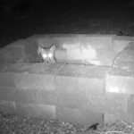 Fox in Sandbox